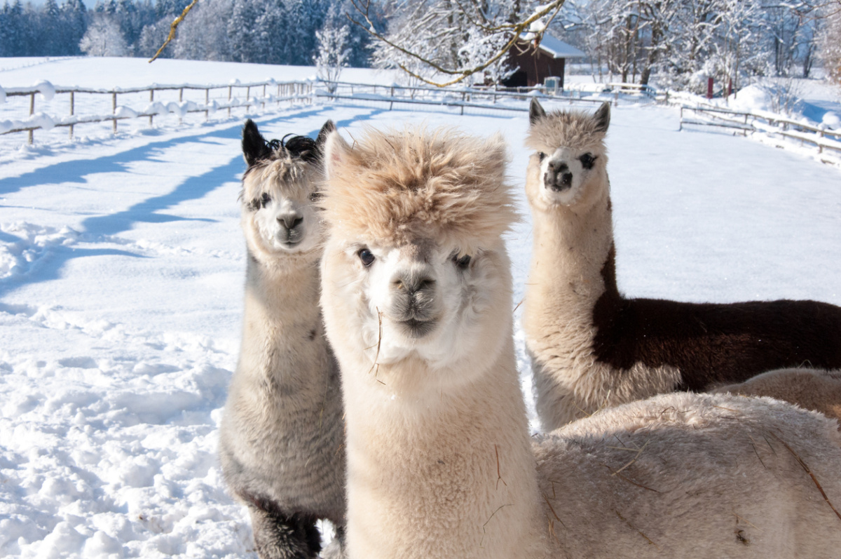trois lamas dans le neige