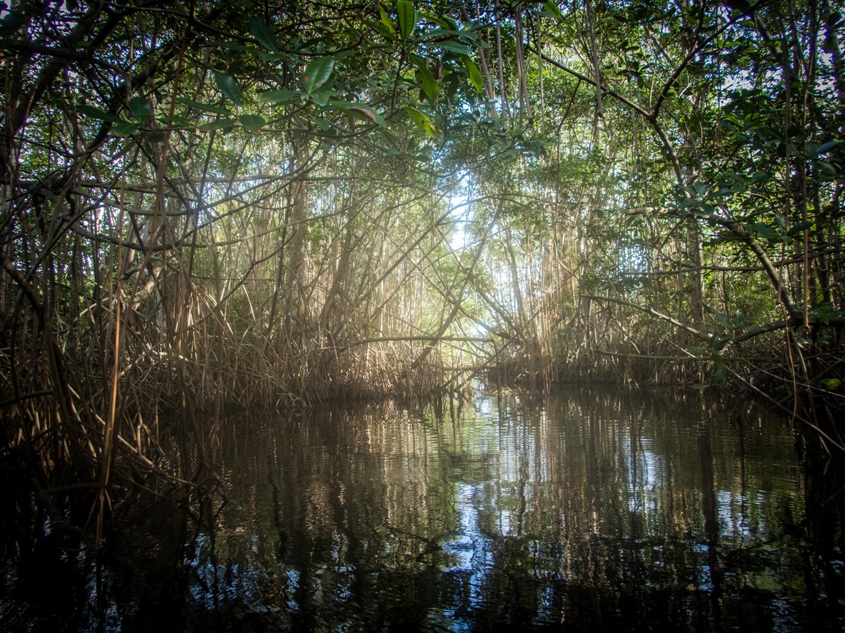mangrove guadeloupe